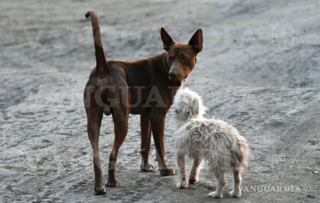 $!Perrito también espera el rescate de su amo, Leopoldo, quien sigue atrapado en la mina Micarán