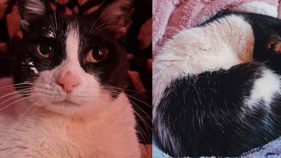 Vagera es una gatita que, por su condición física y edad, requiere de los cuidados especiales que recibe en su hogar.