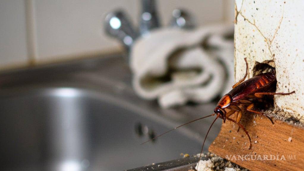 $!¿Temporada de cucarachas? Consejos útiles para mantener tu hogar limpio y libre de plagas