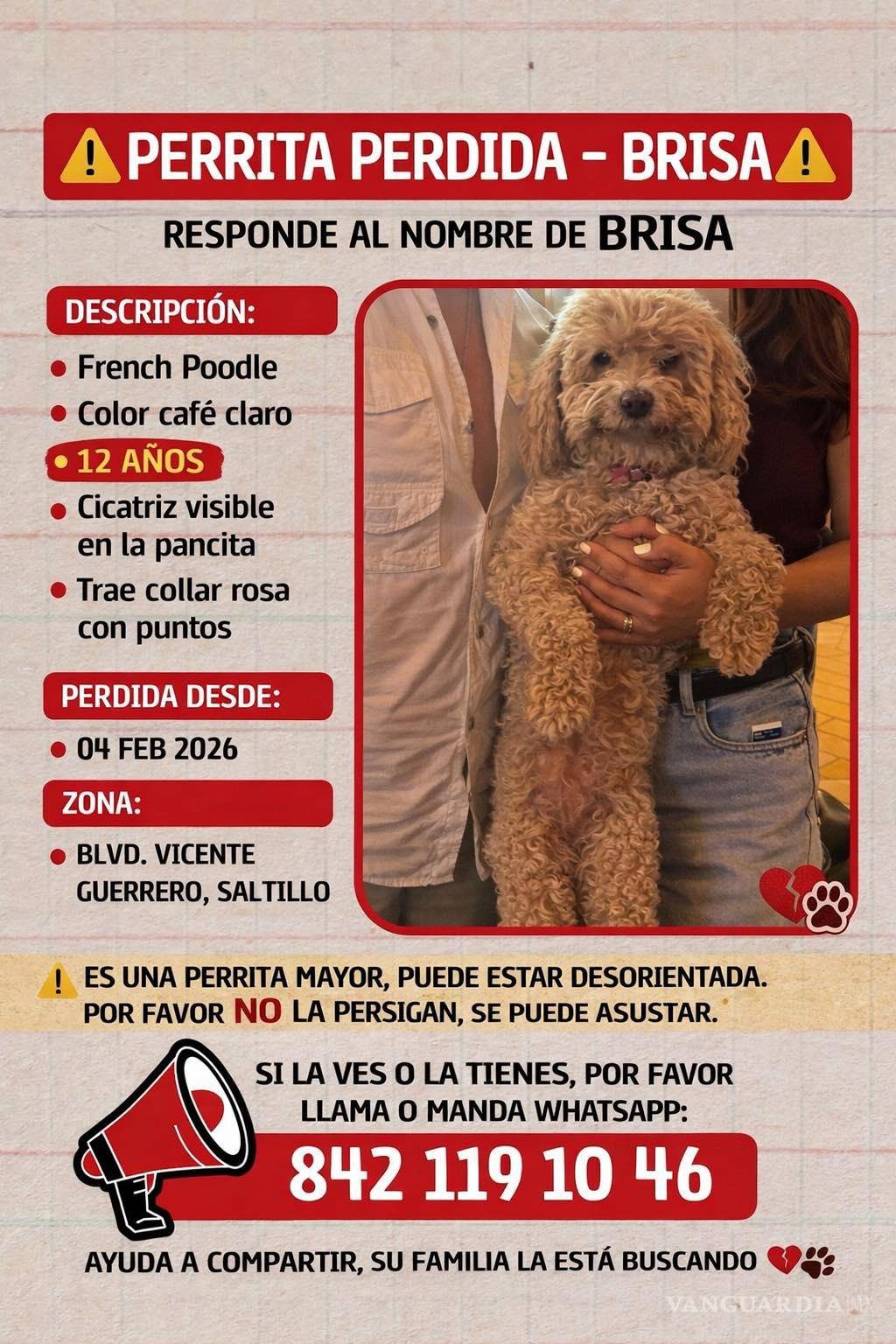 $!Brisa, una French Poodle de 12 años, desapareció el 4 de febrero en la zona del bulevar Vicente Guerrero; piden no perseguirla si es vista.