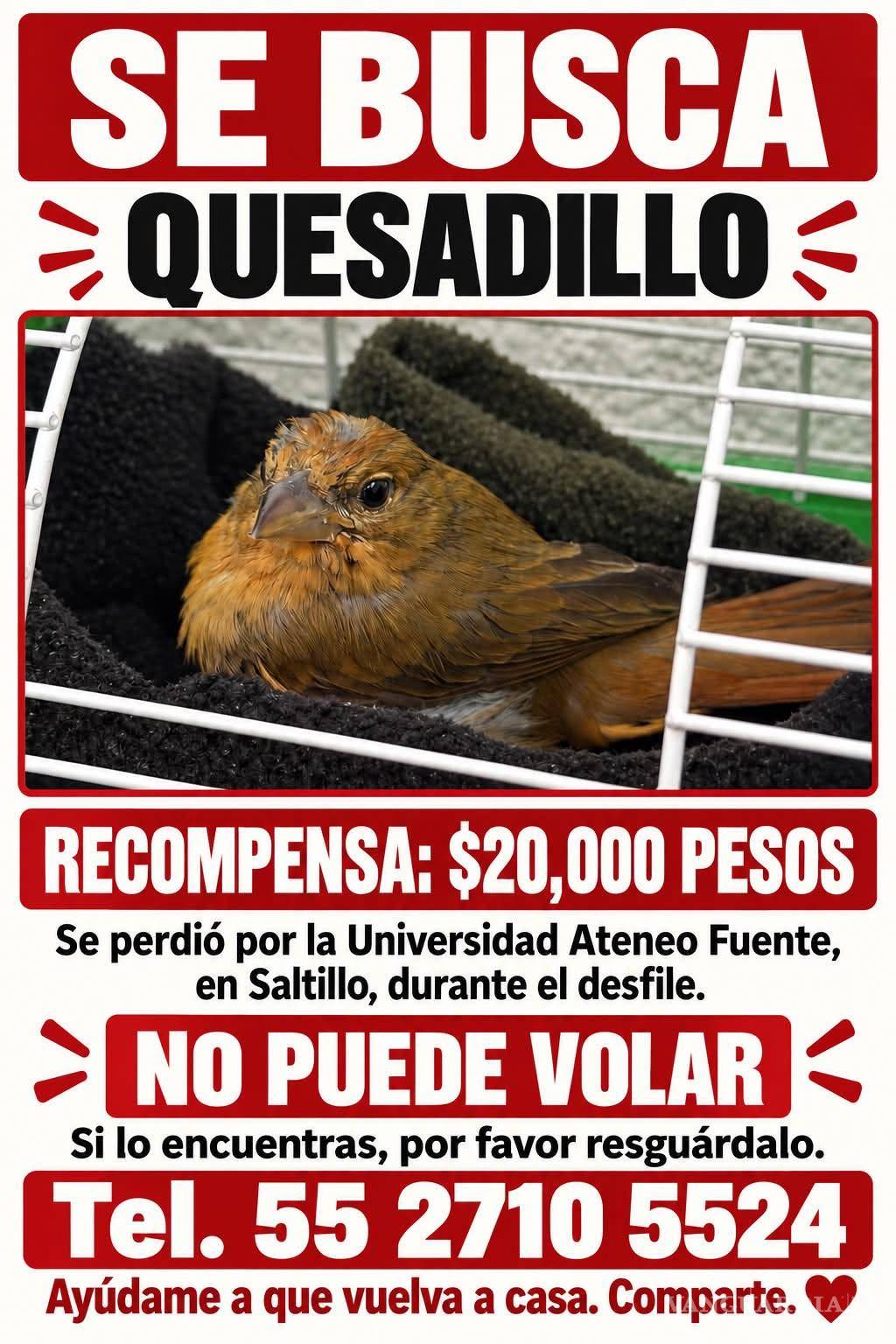 $!“Quesadillo” es buscado por su familia luego de extraviarse durante el desfile patrio en Saltillo.