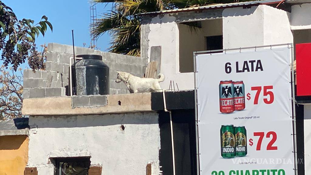 Rescatan a perrita de fallecer en negocio de Saltillo; intentó saltar del techo