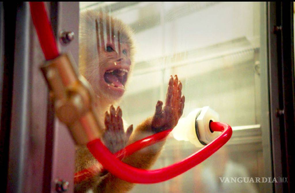 $!Exige Merkel investigar a Volkswagen, BMW y Daimler por ensayos con humanos