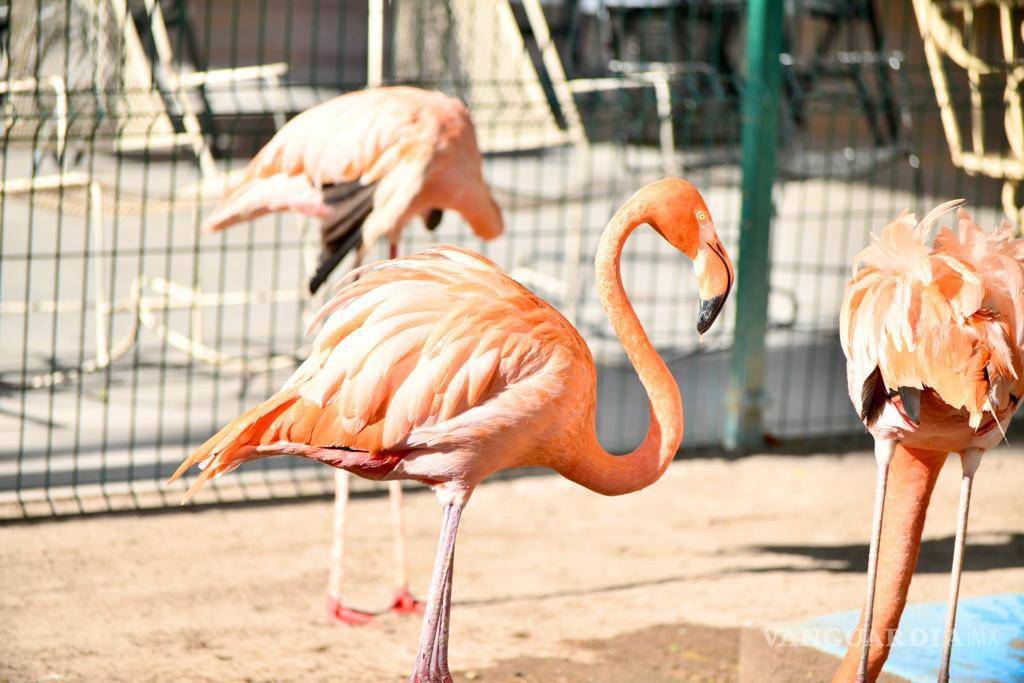 $!Hay una gran variedad de especies, que viven en entornos que les son amables.