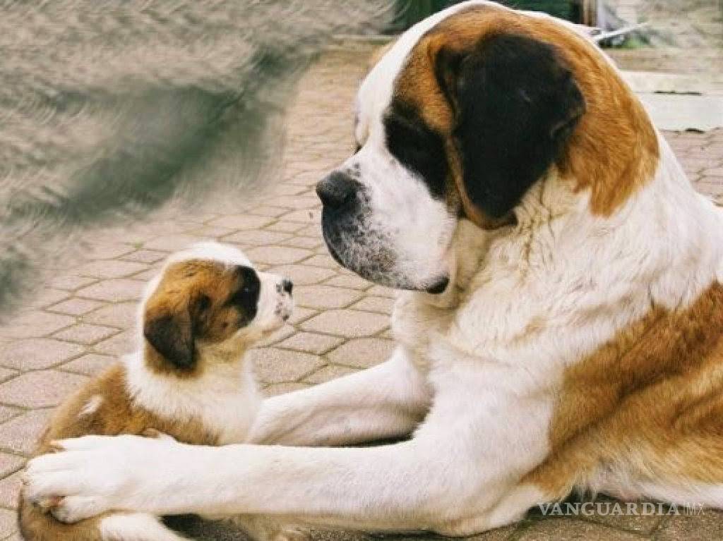 $!Los peores perros para los niños