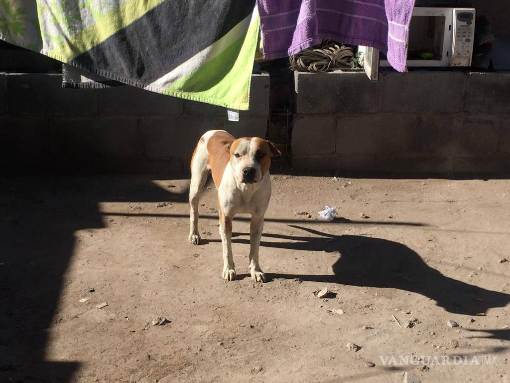 $!¡Cuando los animales atacan!: serpiente de cascabel muerde a hombre; perro agrede a otro más en Saltillo