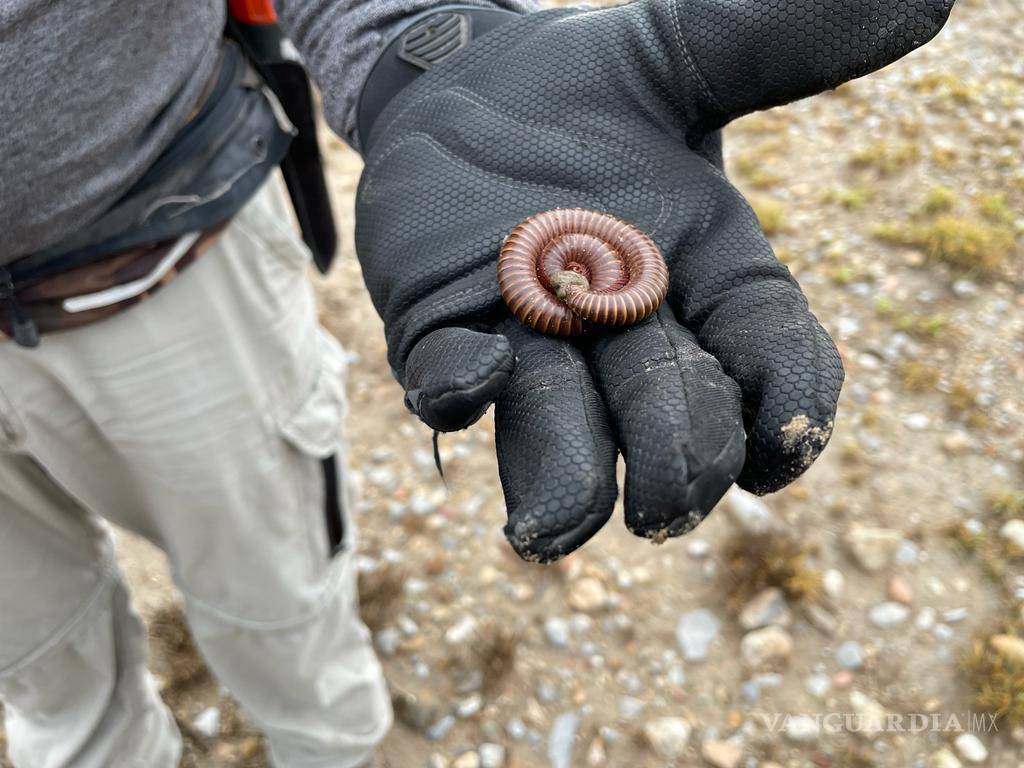$!Al andar por caminos no transitados, es común encontrarse con fauna nativa del lugar. En algunas ocasiones son insectos o mamíferos pequeños como liebres. Lo peligroso es cuando aparecen serpientes o arañas venenosas.