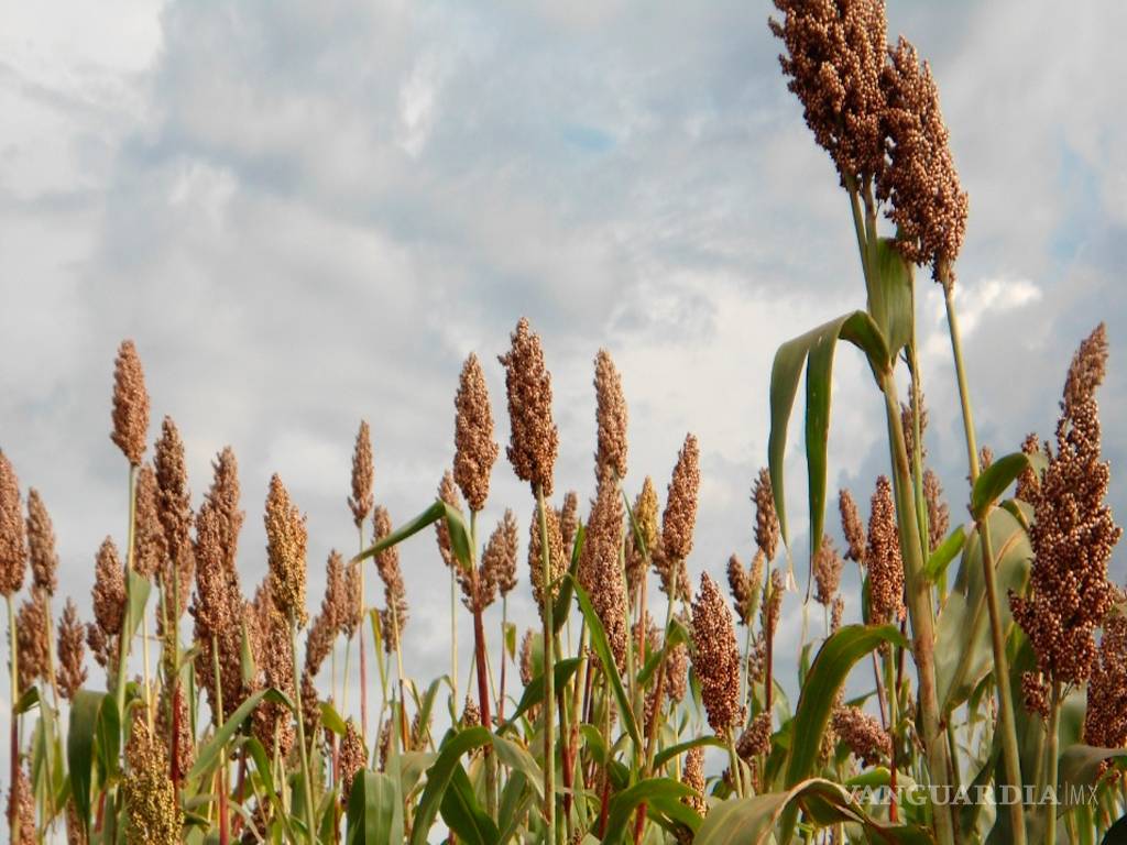 $!Crean investigadores de Universidad Agraria de Coahuila, harina de sorgo con la que podría prepararse hasta bebidas