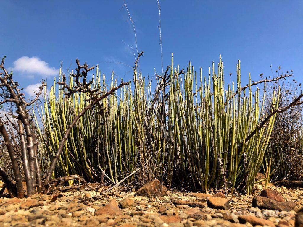 $!La cera de candelilla, recurso emblemático del semidesierto coahuilense, se convierte en oportunidad de desarrollo comunitario gracias a la capacitación científica.