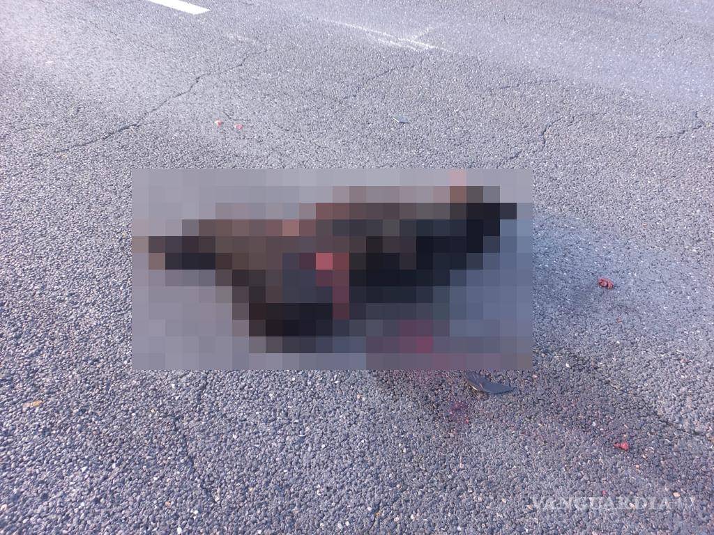 $!En el encuentro entre osos y humanos, los primeros son los que han sufrido. Se han encontrado atropellados en carreteras.