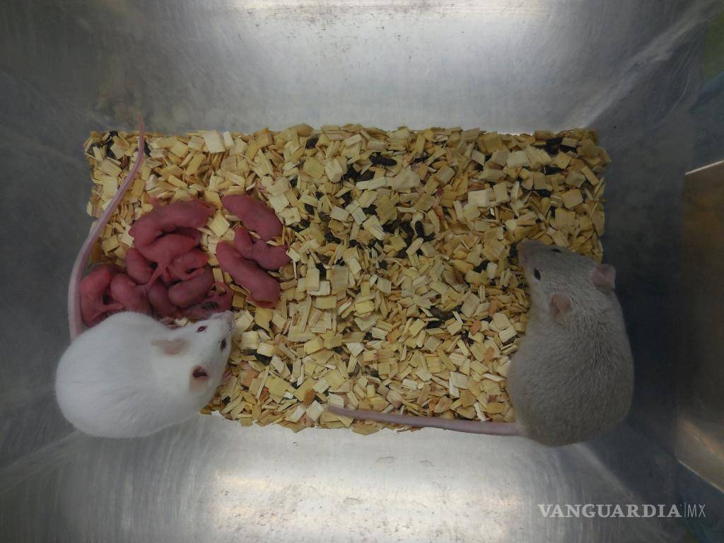 $!Ratones nacidos a partir de células madre, cuatro semanas después de nacer, en septiembre de 2021, en Osaka, Japón.