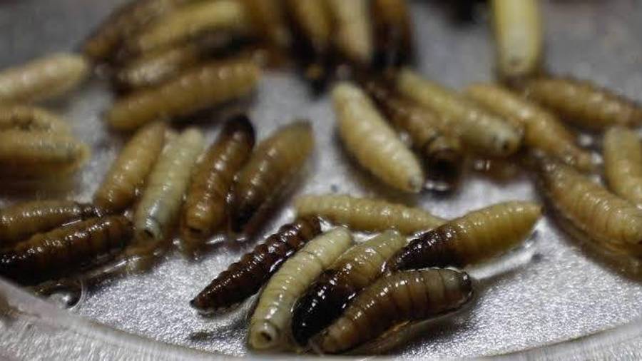 Desde la activación de la alerta en 2025, Coahuila acumula 106 casos de gusano barrenador