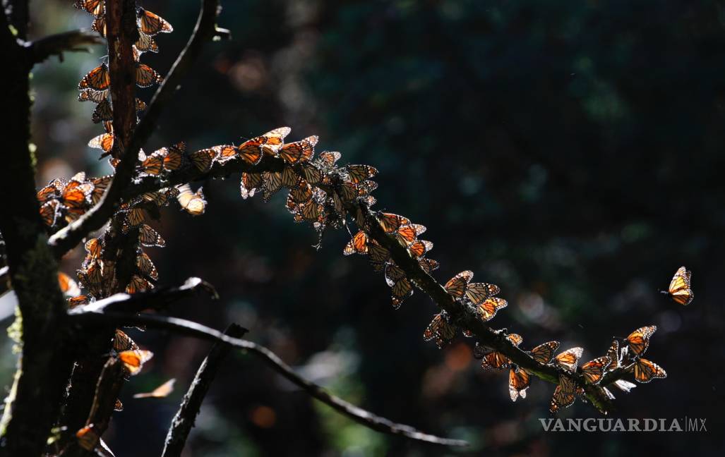 $!Pierde la mariposa monarca superficie de bosque que ocupa para hibernar en México