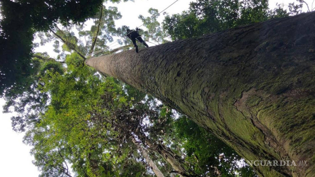 $!Descubren el árbol más alto del mundo en Borneo