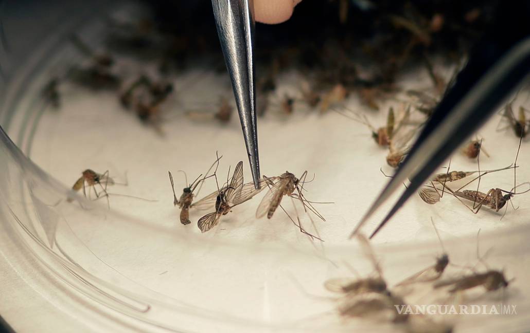 Dos mujeres estadunidenses abortan tras contagiarse con Zika