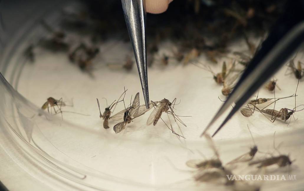 $!Revelan plan vs. el zika, chikungunya y el dengue