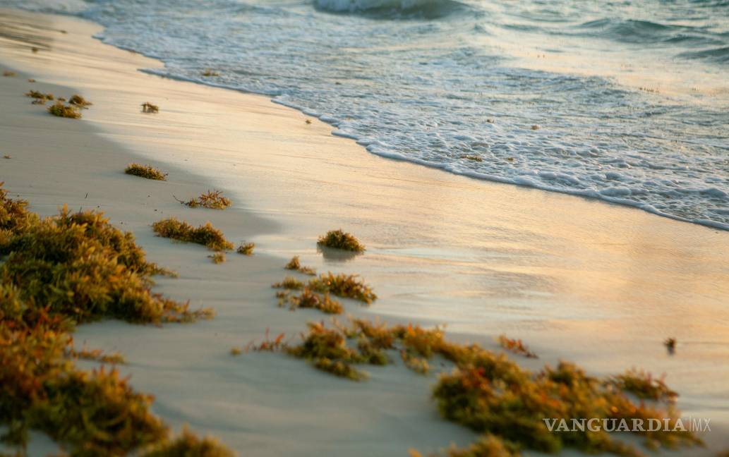 $!Cinturón masivo de sargazo avanza por el Atlántico y amenaza con un arribo sin precedentes al Caribe Mexicano