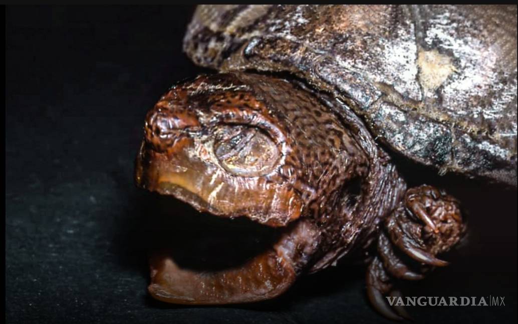 La trágica historia de la tortuga endémica que se extinguió en Coahuila