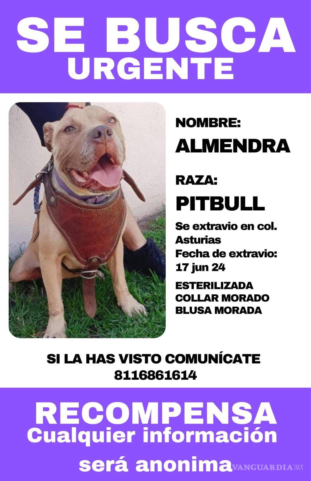 $!Carteles de búsqueda de Almendra difundidos por la asociación “Lomitos Al Rescate A.C.” en redes sociales.