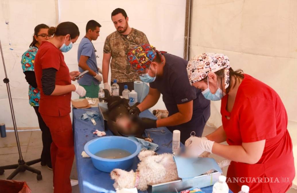 $!Esteriliza Salud Pública de Torreón más de 200 animales domésticos