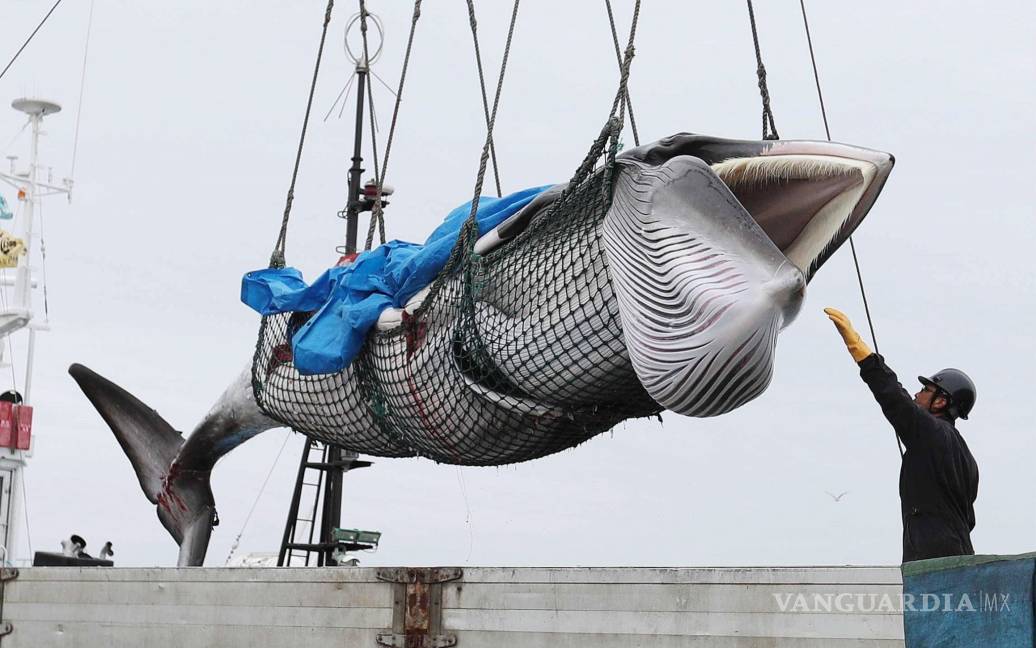 $!Japón anuncia que sus barcos capturarán 227 ballenas con fines comerciales, por primera vez desde 1982