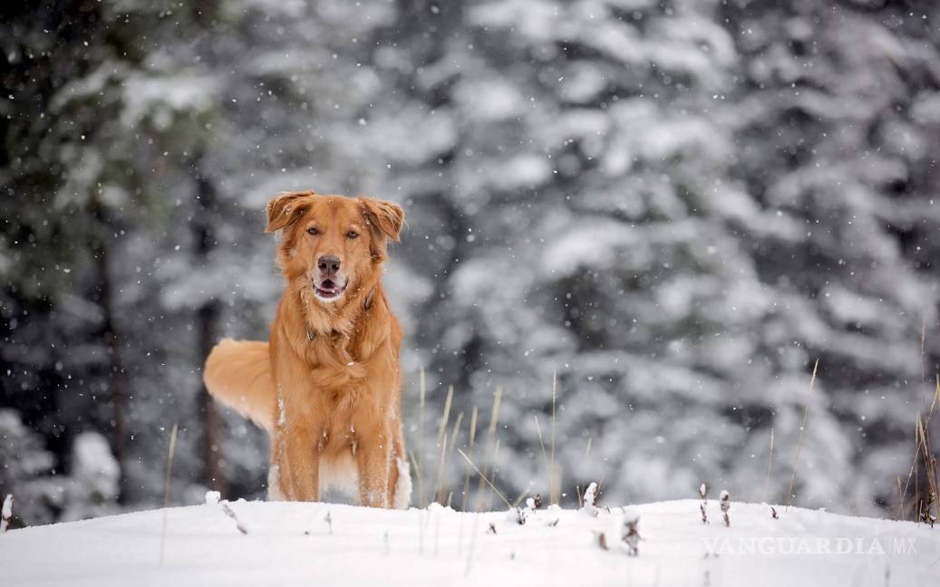 Perro se queda en terraza y muere congelado