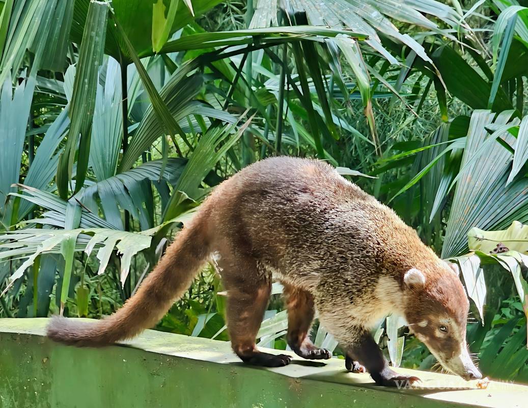 Caminar dispuestos a ver y escuchar