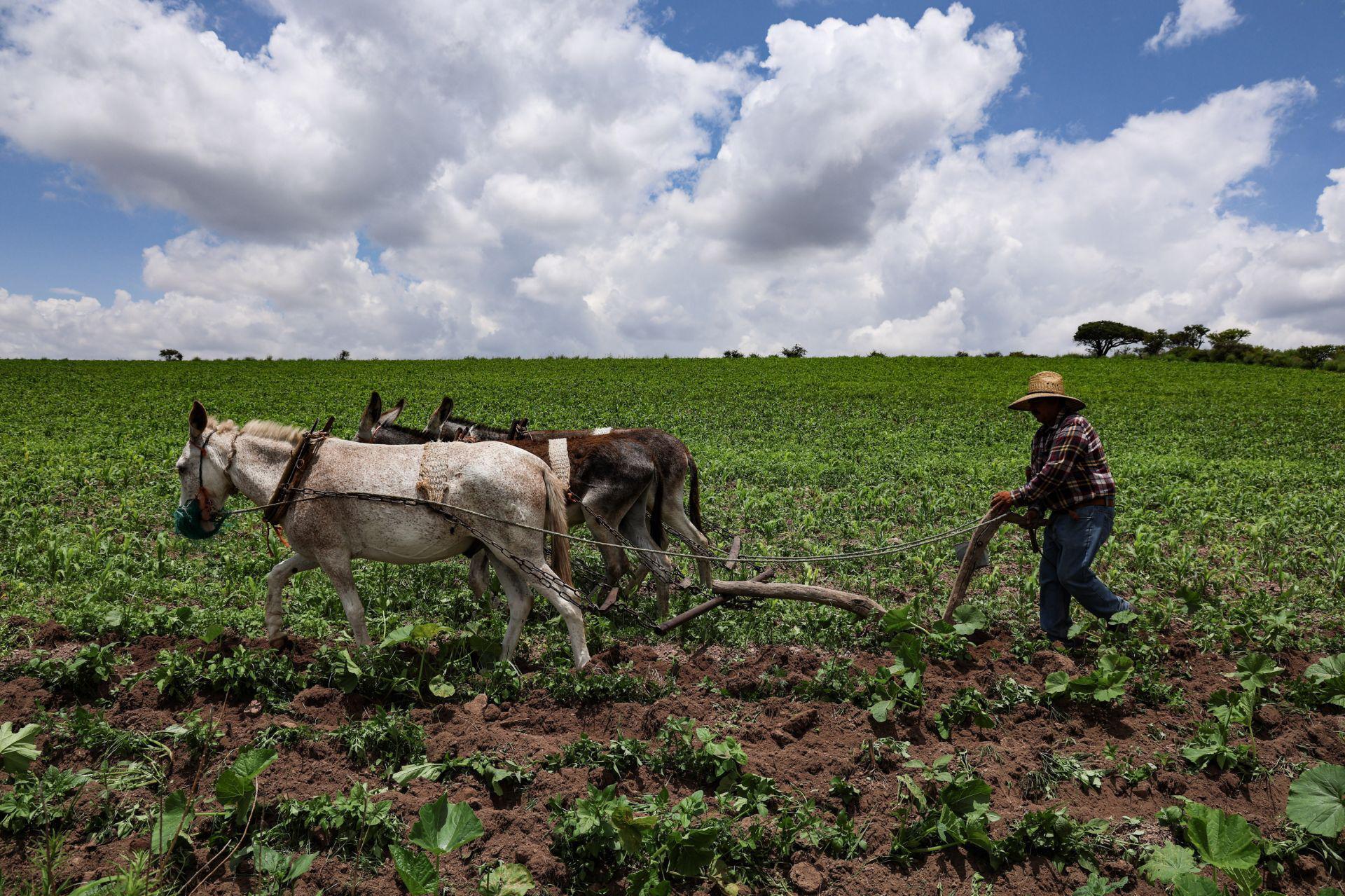 Reparten más de mil 800 mdp a productores de maíz; ocho estados reciben el incentivo federal