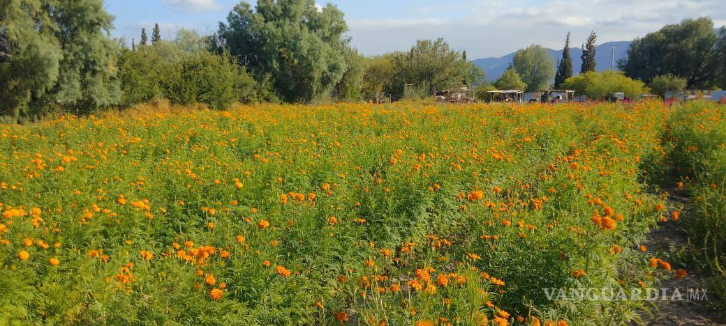 $!Entre cuatro y seis agricultores conservan la producción de flores de temporada en La Madrid, localidad conocida como el Vergel de Coahuila.