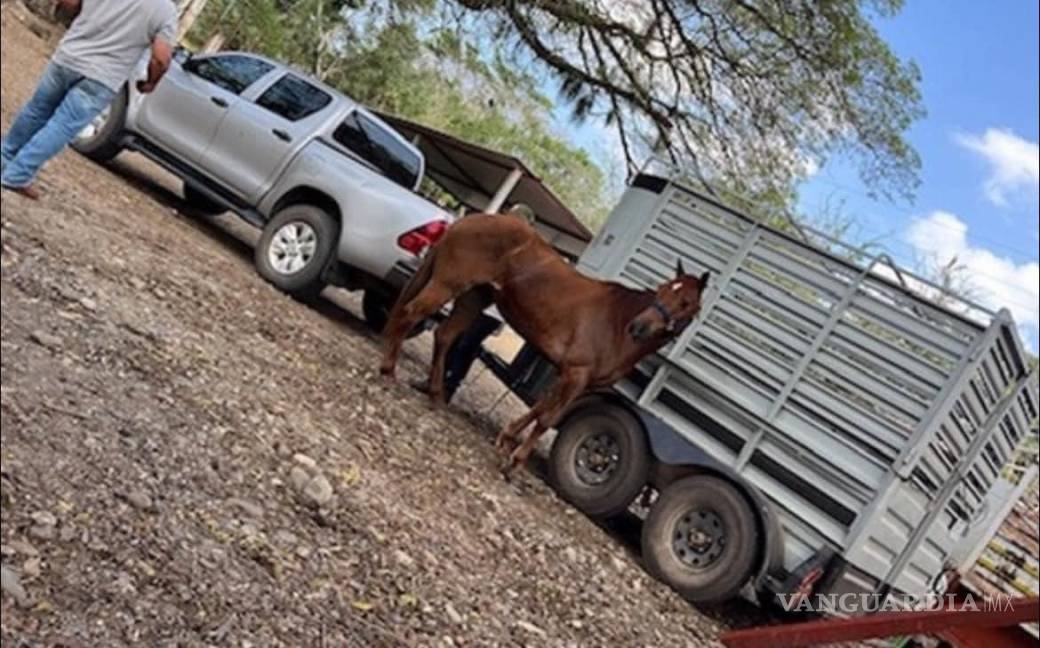 $!Camioneta y caballo durante el evento donde fueron vistos por última vez Hipólito Rodríguez Betancourt y su padre, Hipólito Rodríguez Sánchez