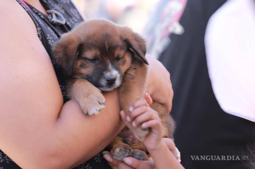 $!La Feria de la Adopción permitió que varios animales encontraran una nueva oportunidad en un hogar responsable.