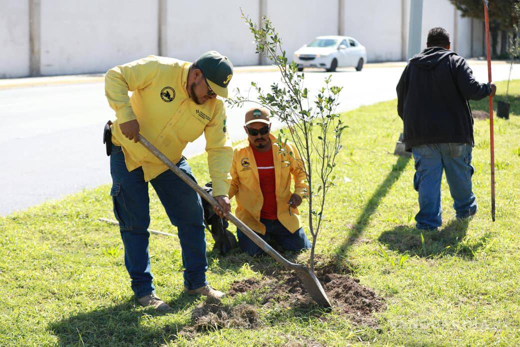 $!El programa Bosques Urbanos Lineales contempla la plantación de encinos siempre verdes en el camellón central del bulevar Luis Donaldo Colosio.