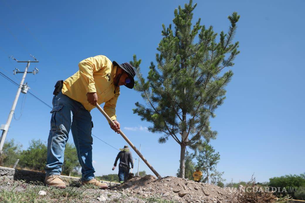 $!La reforestación se realiza entre José Narro Robles y la carretera a Los Valdez.