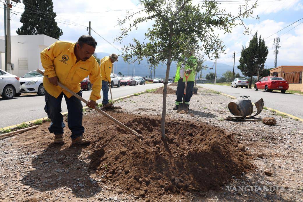 $!Las acciones incluyen siembra de encinos en el camellón de Fuentes Padilla, excavación para el pluvial Puerta del Oriente y limpieza en la colonia Kiosco.