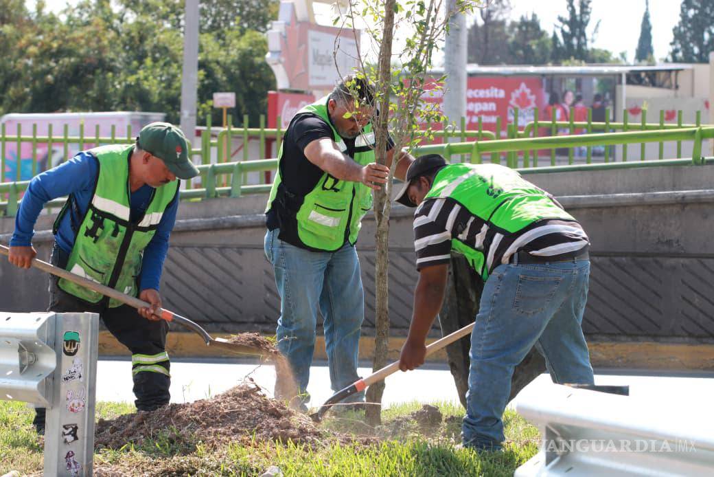 $!La reforestación busca mejorar la calidad del aire y embellecer uno de los principales accesos a la ciudad.