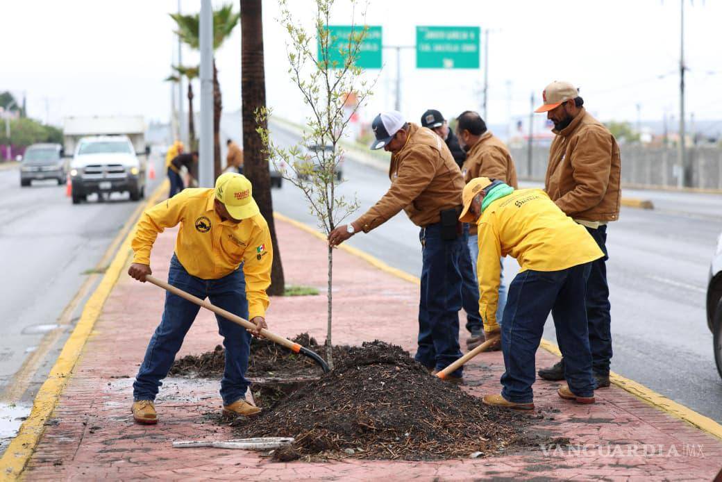 $!Las acciones de reforestación en LEA forman parte del programa Bosques Urbanos Lineales.