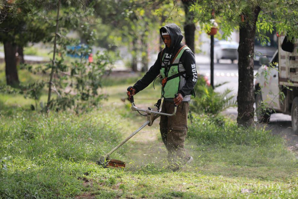 $!El personal municipal realiza el deshierbe continuo para mantener en buenas condiciones las plazas y jardines del sector.