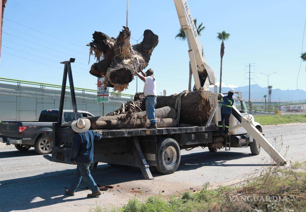 $!Cuadrillas retiraron troncos de palmeras ubicados sobre la lateral del bulevar Fundadores, a la altura del acceso a Loma Linda.