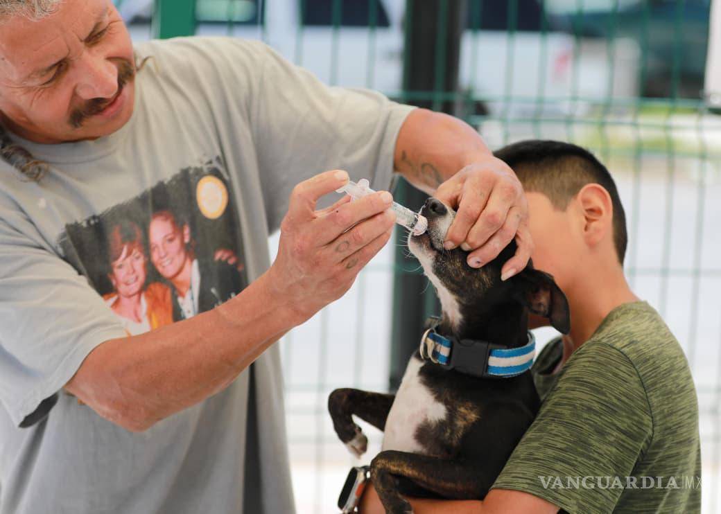 $!Ofrecen vacunación y desparasitación gratuita para perros y gatos