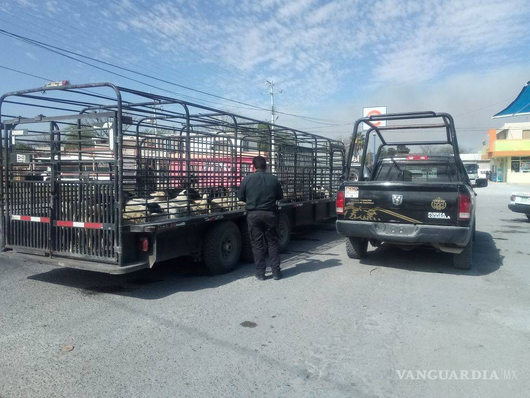 $!En Nadadores detienen a hombre de Saltillo por transportar ganado sin registro
