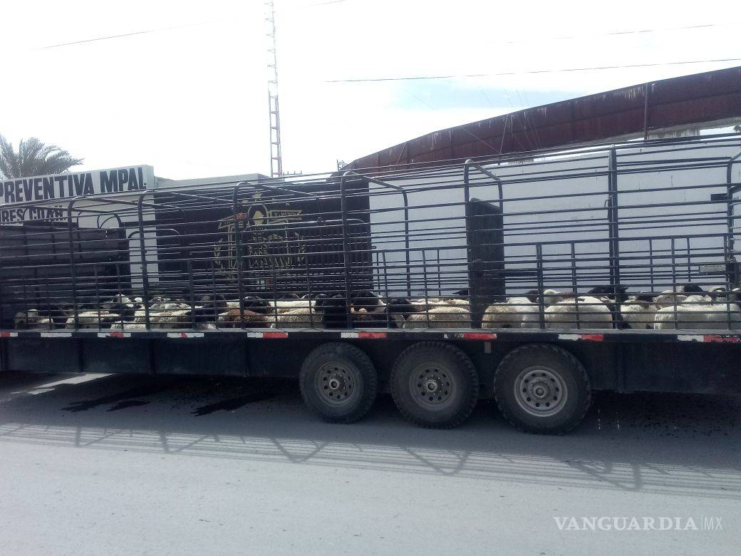 $!En Nadadores detienen a hombre de Saltillo por transportar ganado sin registro