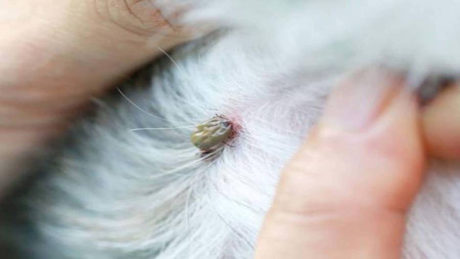 En lo que va del año, dos casos de rickettsia han sido detectados en Ramos Arizpe y otro más en Frontera.