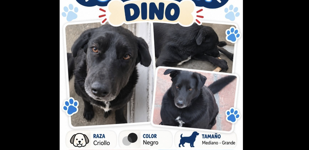 La familia de Dino pide apoyo para localizarlo y solicita a la ciudadanía compartir su fotografía e información para facilitar su regreso a casa.