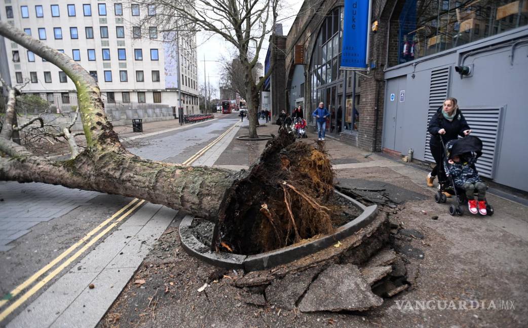 $!Una madre empuja a su hijo más allá de un árbol caído derribado por fuertes vientos durante la tormenta Eunice en Londres. EFE/EPA/Andy Rain