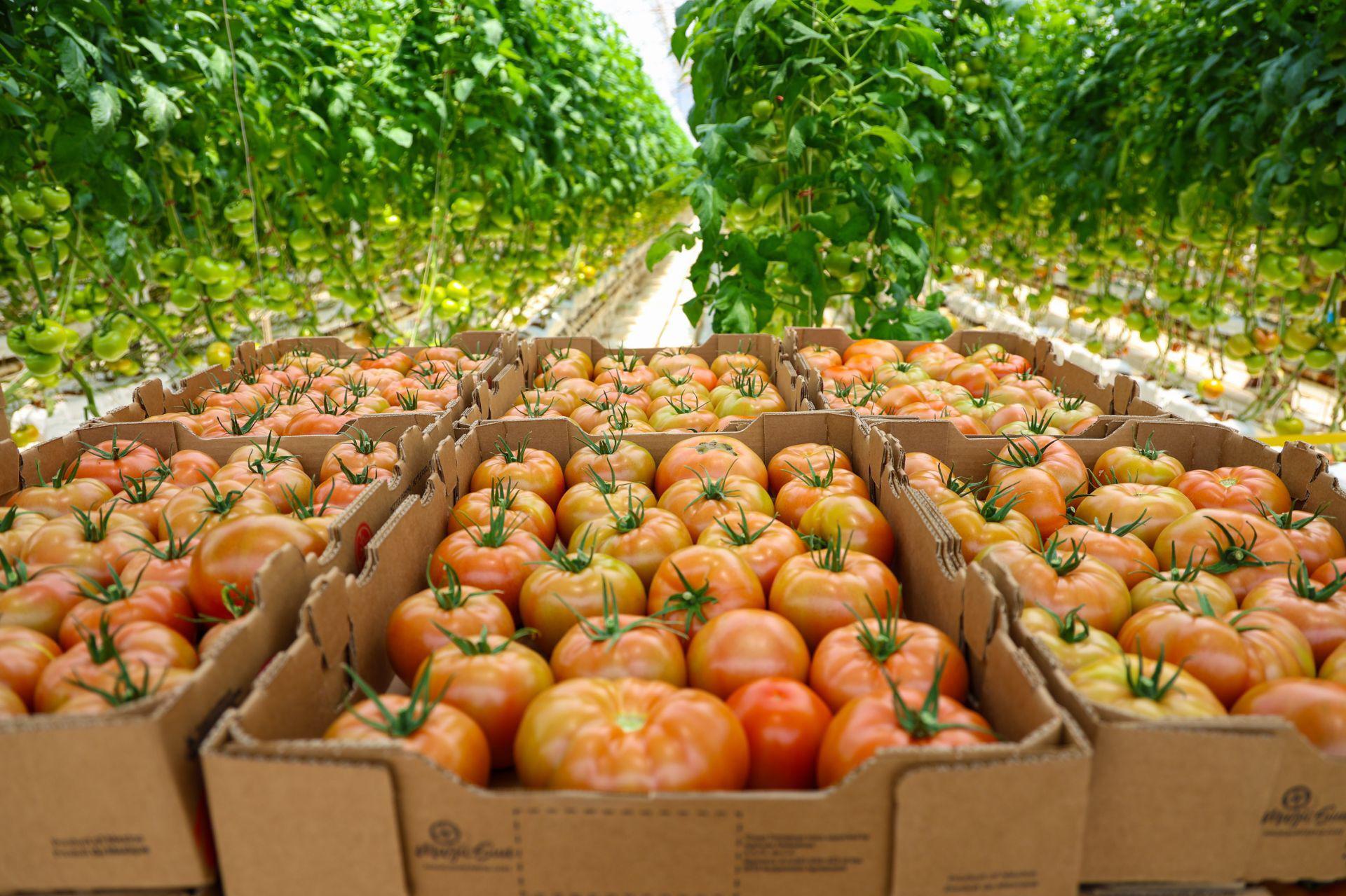 No sólo tamales y tomates, sirve México ‘la mesa’ de EU