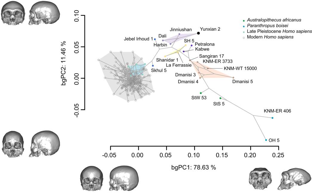 $!Análisis de componentes principales entre grupos de Procrustes superpuestos a 533 puntos de referencia y semipuntos de referencia para 179 especímenes fósiles y recientes de Homo.