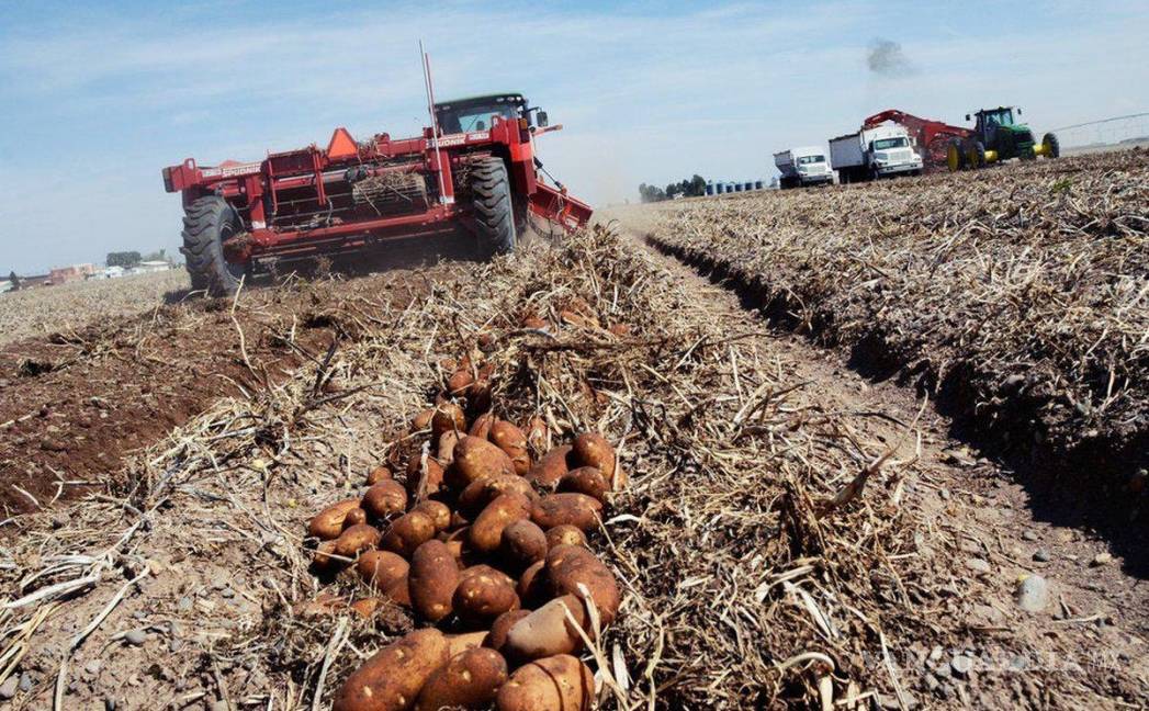 $!La sequía ha sido un duro obstáculo, para que el campo de Saltillo dé lo que puede.