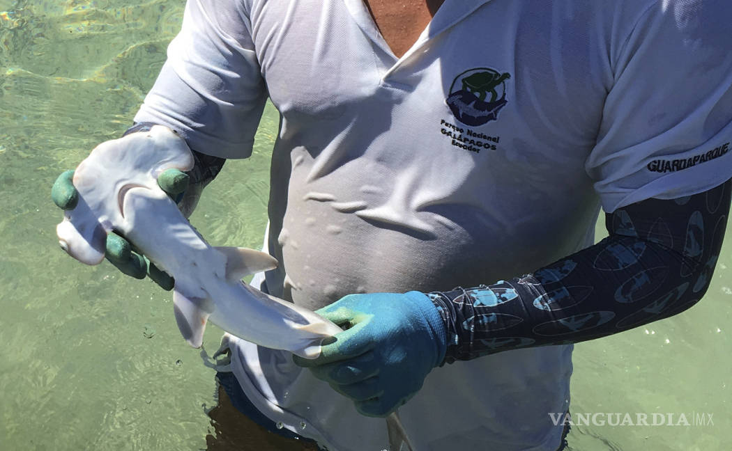 $!Descubren en la islas Galápagos una nueva “guardería” de tiburones