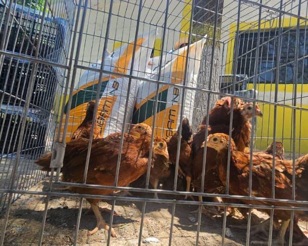 El prgrama de reparto de aves de corral en la zona rural, lleva un avance del 80 por ciento.