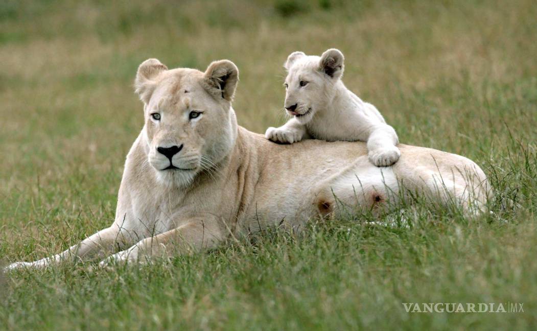 $!Una leona sostiene a uno de sus cachorros. Las hembras tienen un pelaje liso y de color claro que les permite mimetizarse en las praderas.